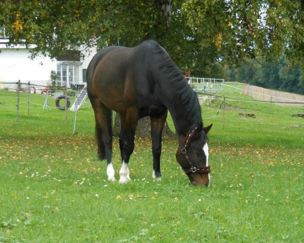 horse Benedictus (KWPN (Royal Dutch Sporthorse), 2006, from Sarantos)