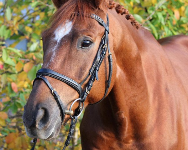 dressage horse Sunny Boy (Trakehner, 2004, from Fabricio)