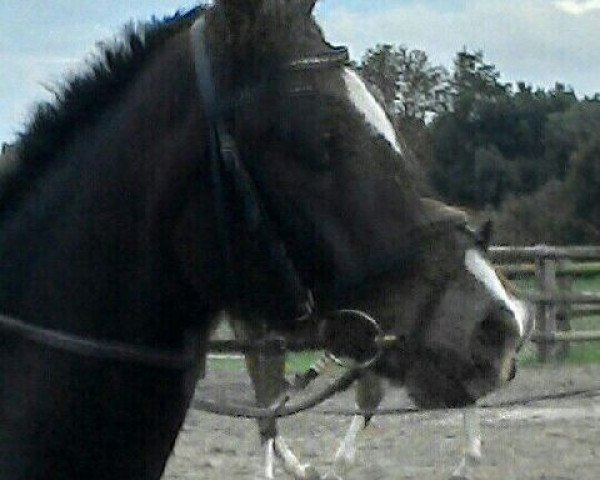 horse Kolvenfeld's Vancouver Olympic (German Riding Pony, 2010, from Very Painted N.N.)