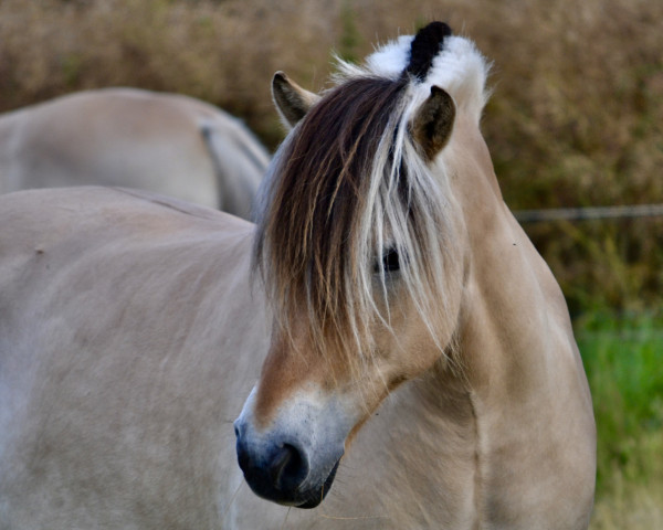 horse Knudehuse's Animal (Fjord Horse, 2009, from Frederik Skovå)
