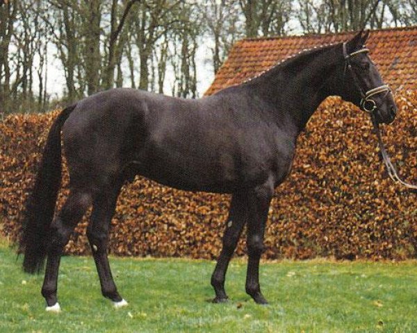 stallion Hamit AA (Anglo-Arabs, 1993, from Campetot x 1 POL) stallion Hamit AA (Anglo-Arabs, 1993, from Campetot x 1 POL)