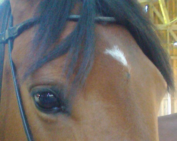 Pferd Siria (Oldenburger, 2005, von Silvano)