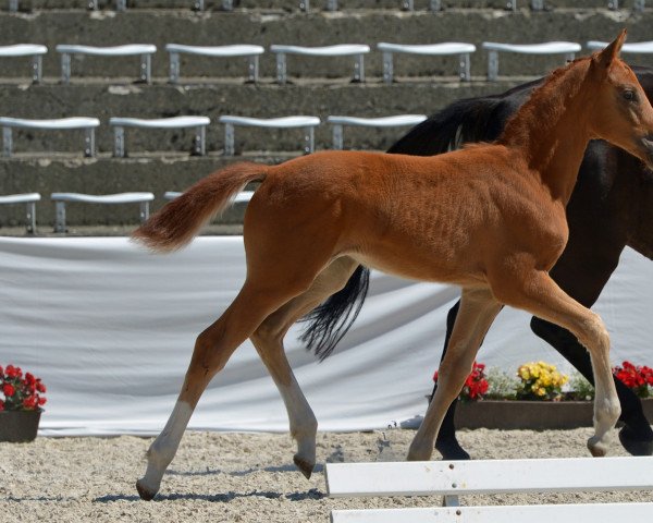 horse Viabella H (German Sport Horse, 2021, from Viscount 22)