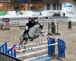 broodmare Diacontina 12 (Hanoverian, 2015, from Diacontinus)
