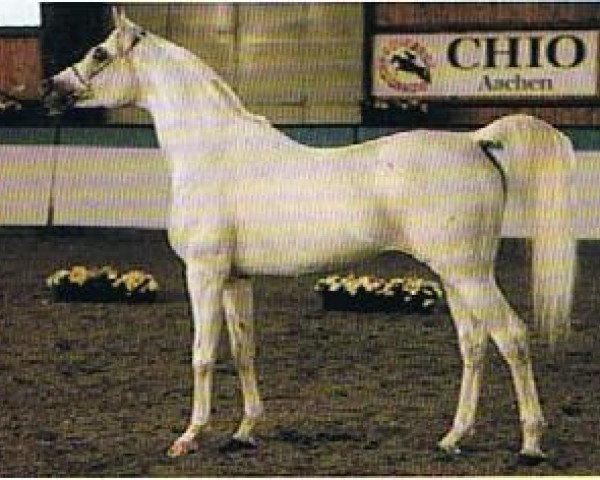 stallion Normativ ox (Arabian purebred, 1987, from Mascat 1976 ox)