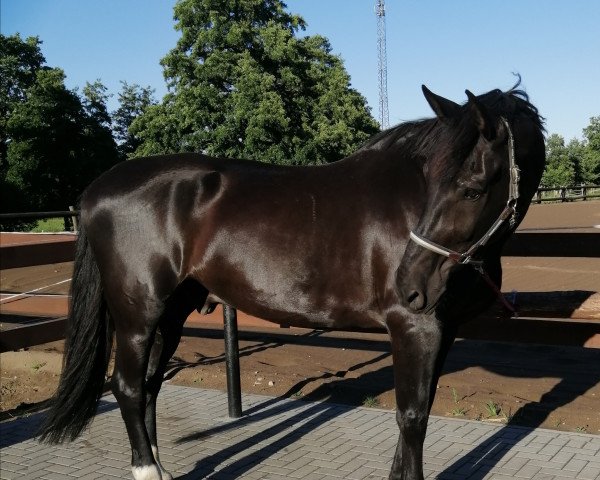 horse Lukas 202 (Sachs-door. Heavy Warmbl., 1993, from Valdano Mo 1476)