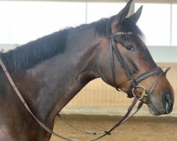 Cavallo da salto Vroni 101 (Hannoveriano, 2016, di Viscount 22)