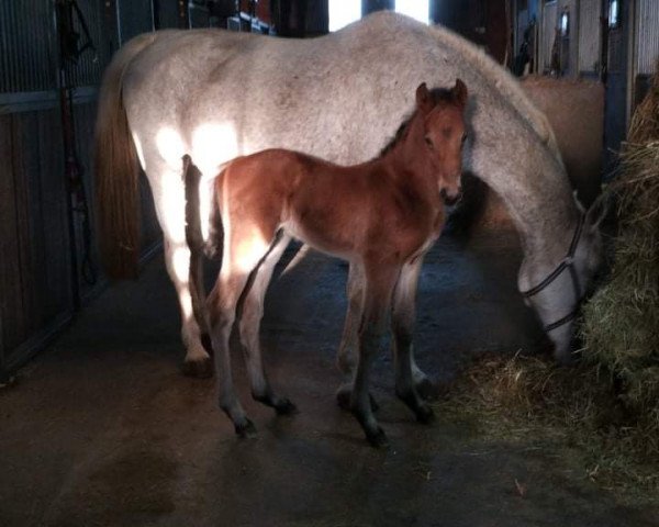horse Zinet S (Westphalian, 2022, from Zinedine)
