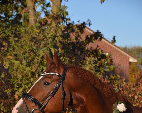 dressage horse Quickshot 3 (German Sport Horse, 2016, from Quaterback)