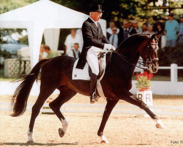 stallion Biotop (Russian Trakehner, 1985, from Blesk) stallion Biotop (Russian Trakehner, 1985, from Blesk)