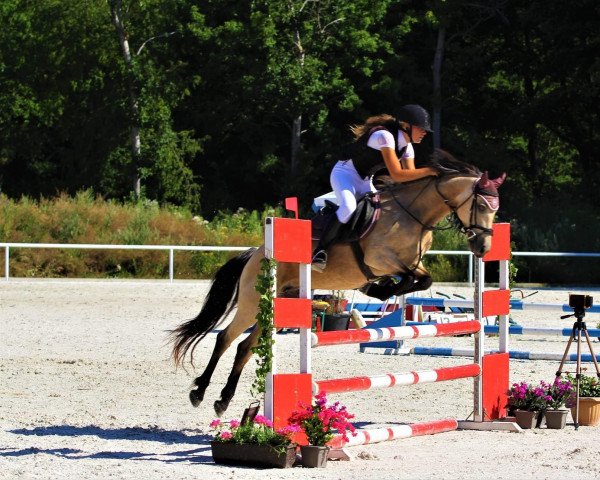 horse Fortruane Charisma (Connemara Pony,  , from Ashfield Echo I Love You)
