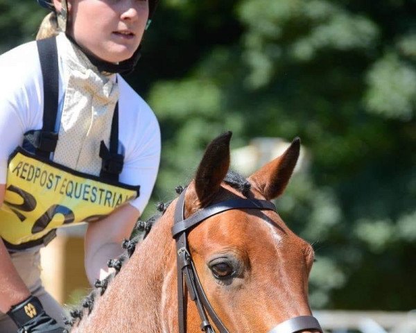 horse Bohola Rose (Connemara Pony, 2010, from Ashfield Echo I Love You)