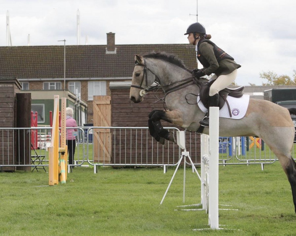 horse Chestnut Hill Moet (Connemara Pony, 2010, from Ashfield Echo I Love You)