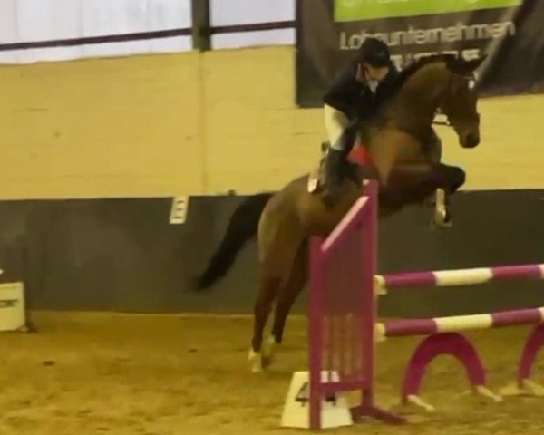 horse Floranges B (KWPN (Royal Dutch Sporthorse), 2010, from Zento)