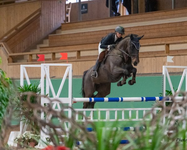 Zuchtstute Euphoria Hs (Schwedisches Warmblut, 2012, von Plot Blue)