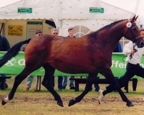 broodmare Indiana III (Trakehner, 1988, from Consul)