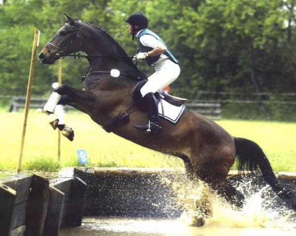 dressage horse Tabasco 73 (Trakehner, 1999, from Polarpunkt)
