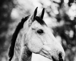 Cavallo da salto Corrados last warrior (Holsteiner, 2013, di Corrado I)