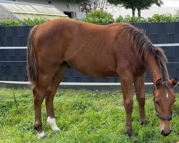Pferd Baloukato TN (Oldenburger Springpferd, 2021, von Baloubet du Rouet)
