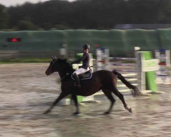 Reitturnier Schülp / Rendsburg 2021