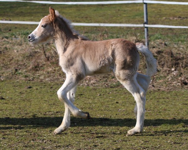 horse Famira (Haflinger, 2022, from liz. 280/T Wolfgang)