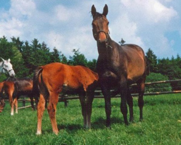 broodmare Traversale (Trakehner, 1987, from Caanitz)