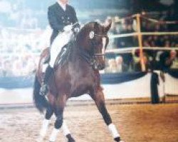 Deckhengst Napoleon Quatre (Trakehner, 1986, von Arogno)