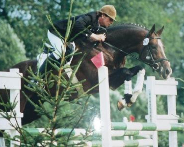 Deckhengst Couleur-Fuerst (Trakehner, 1987, von Sir Shostakovich xx)