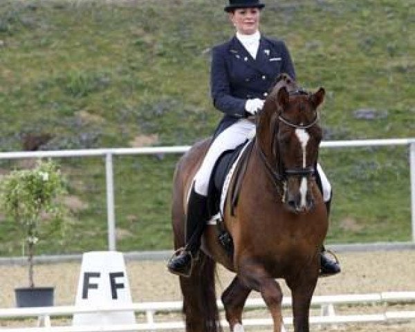 dressage horse Don Androsso (Württemberger, 1999, from Donnerschlag)