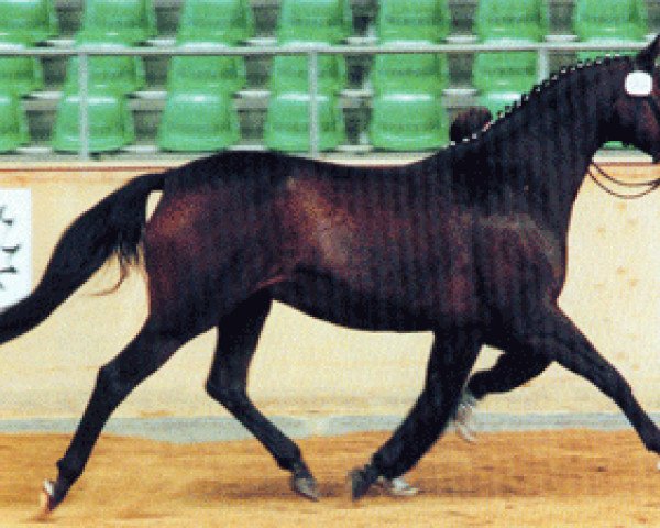 broodmare Ulla IX (Trakehner, 1992, from Bartholdy)