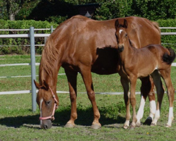 horse Friday Rose (Austrian Warmblood, 2010, from Florett As)
