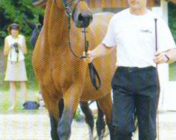 broodmare Soiree (Trakehner, 1995, from Lehndorff's)