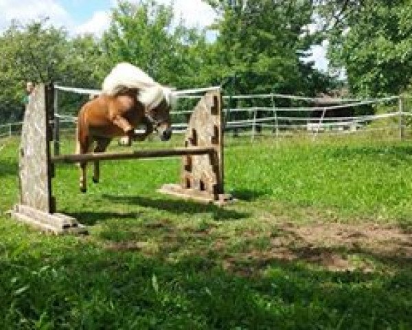 Dressurpferd Nils (Shetland Pony (unter 87 cm), 2005)
