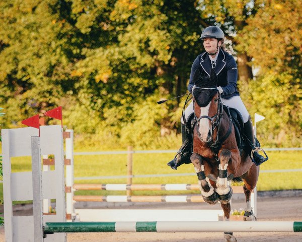 jumper Ta Camino (Polish Warmblood, 2011, from Contendor)