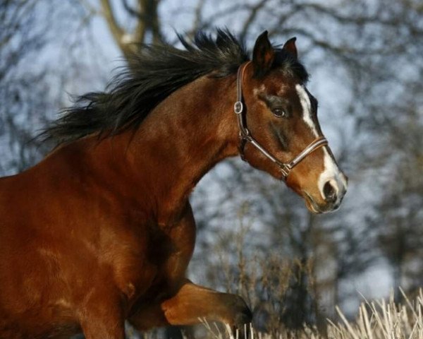 horse Boljoy (German Riding Pony, 1995, from Bavarottie)