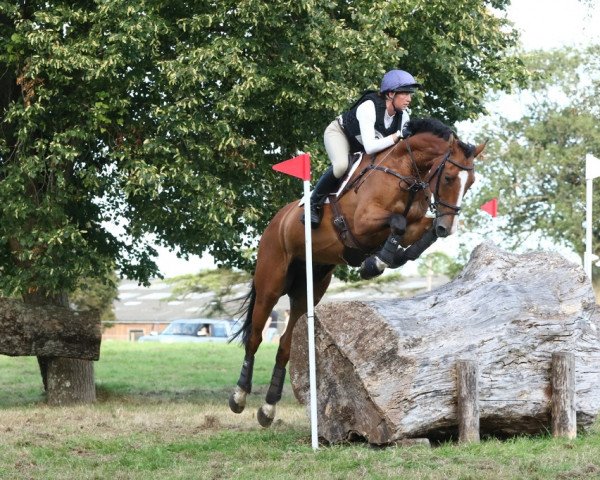 horse President v/d Donkhoeve (Belgian Warmblood, 2015, from Vigo d'Arsouilles)
