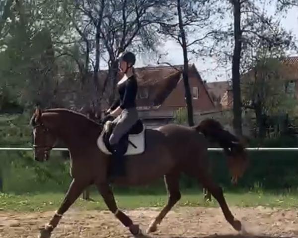 Springpferd Ramazotti 177 (Deutsches Sportpferd, 2008, von Rosenprinz)