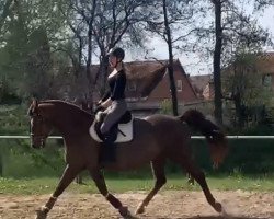 jumper Ramazotti 177 (German Sport Horse, 2008, from Rosenprinz)