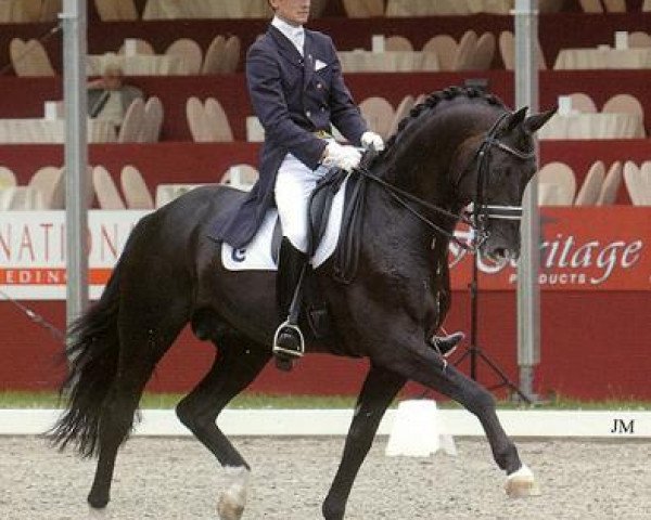 stallion Gribaldi (Trakehner, 1993, from Kostolany) stallion Gribaldi (Trakehner, 1993, from Kostolany)