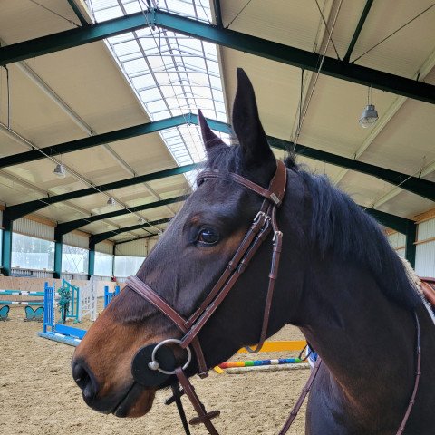 jumper Nehalennia (KWPN (Royal Dutch Sporthorse), 2018, from Carrera VDL)