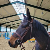 jumper Nehalennia (KWPN (Royal Dutch Sporthorse), 2018, from Carrera VDL)