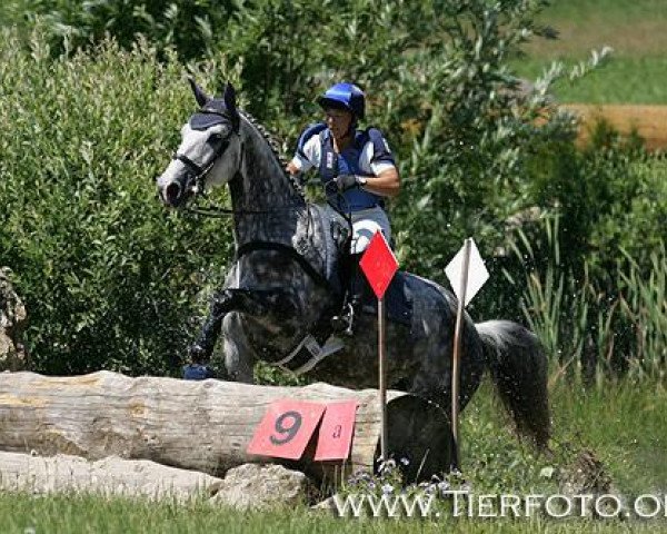horse Sahara VIII (Trakehner, 2000, from Parforce)