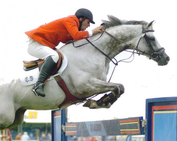 Deckhengst Sir Graditz (Trakehner, 1997, von Inster Graditz)