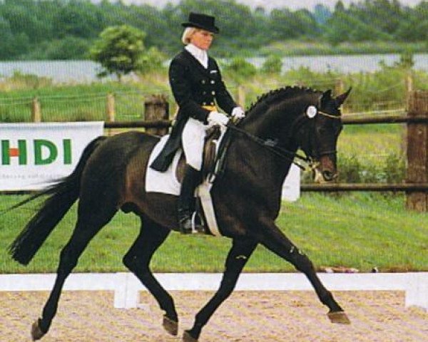 stallion Benz (Trakehner, 1988, from Rockefeller)