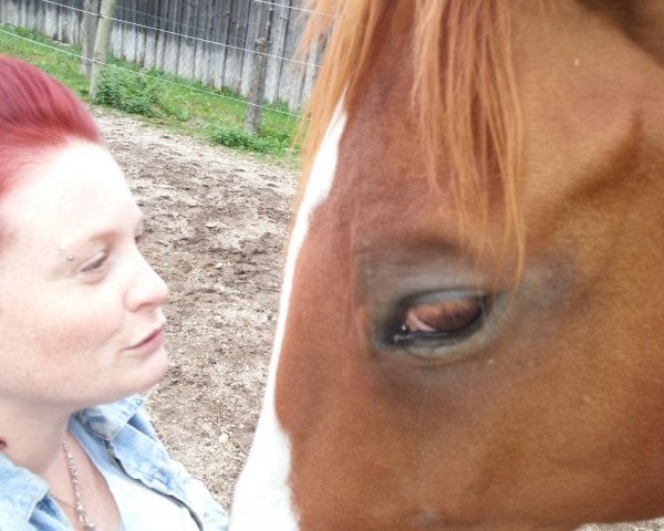 horse Ronny Royal (Noble Warmblood, 2006, from Royaldik)