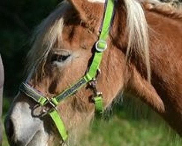 horse Neuseeland (Haflinger, 2012, from Noweit)