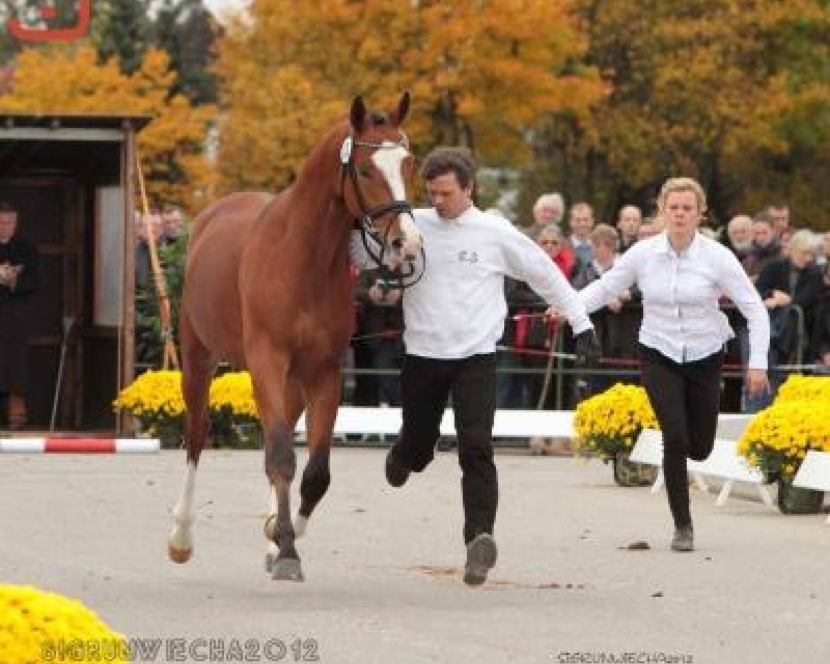 horse Klimke (Trakehner, 2010, from Goldschmidt)
