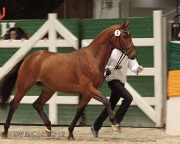 Dressurpferd Ohio (Trakehner, 2010, von Caprimond)