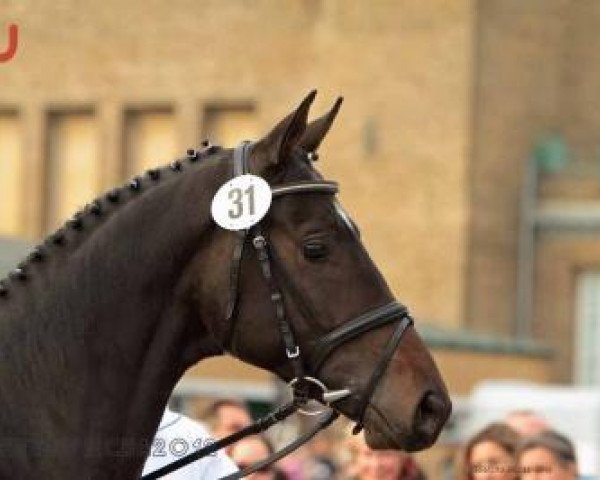 horse Intrepid (Trakehner, 2010, from Le Rouge 7)