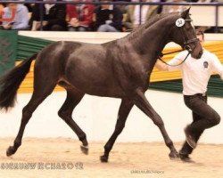 Dressurpferd Kathan (Trakehner, 2010, von Monteverdi)